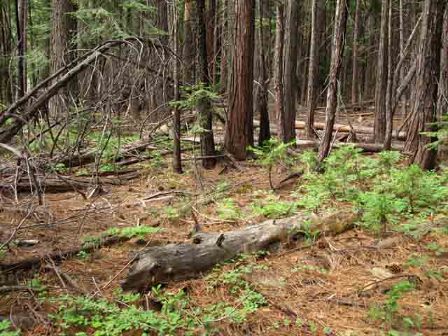 Thick forest North of Camp Irene